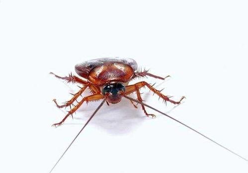 娱乐吃瓜酱大蟑螂,揭秘娱乐圈那些不为人知的幕后故事